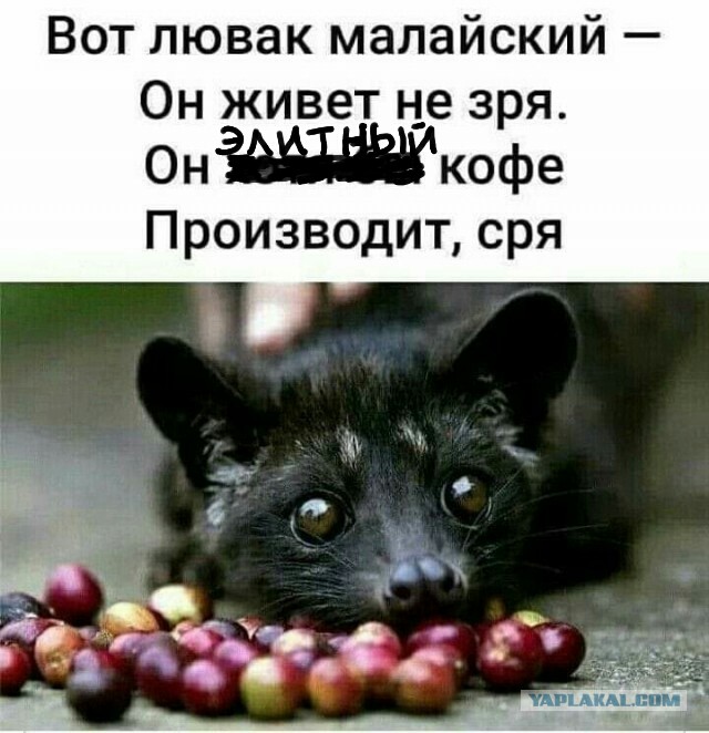 Нуштош 04.10.2024