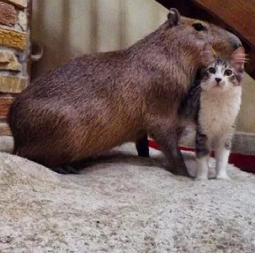 Капибаренок в Московском зоопарке впервые пробует тыкву