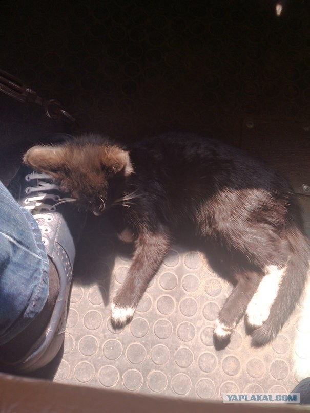 Незваный гость