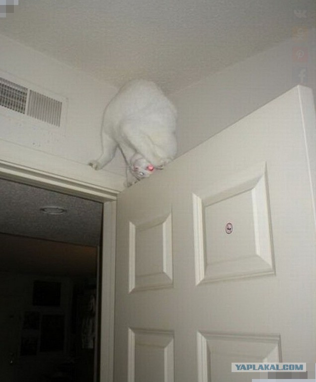К котовторнику.