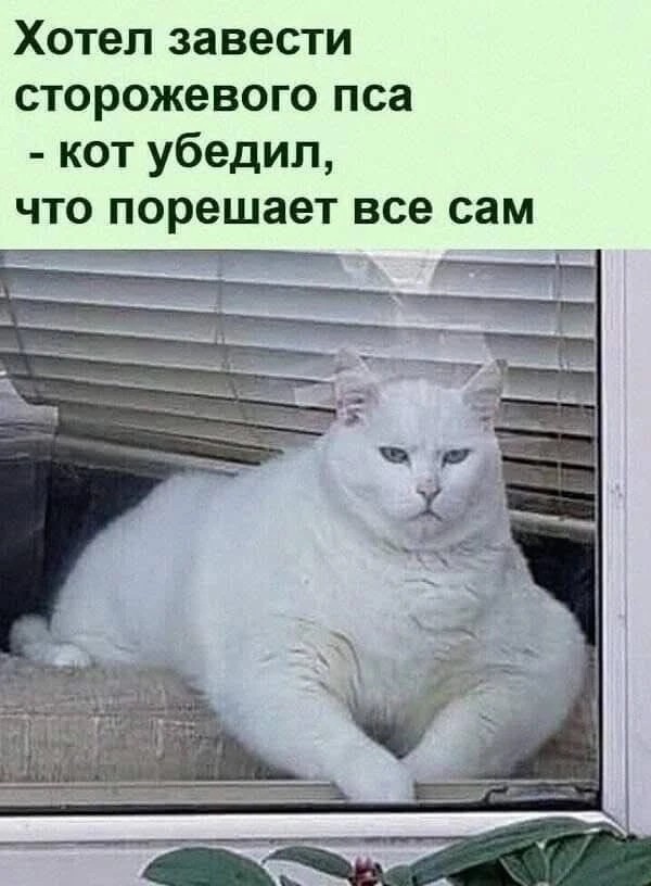 Картинки для деградации 221 (разной степени свежести)