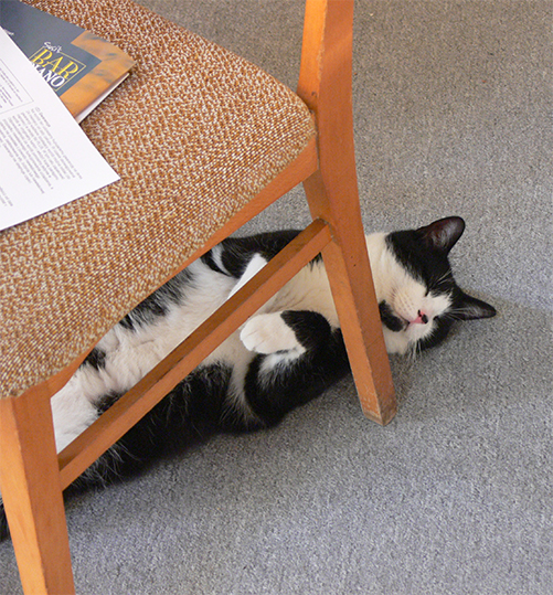 Котовторник на 24.09.2013г