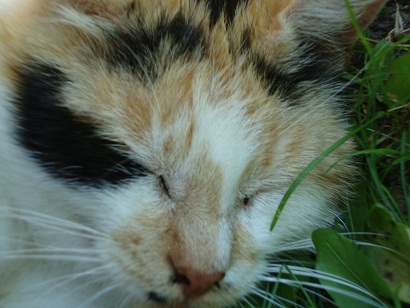 Котовторник 22.10.2013