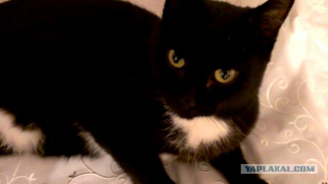 Пропал кот...