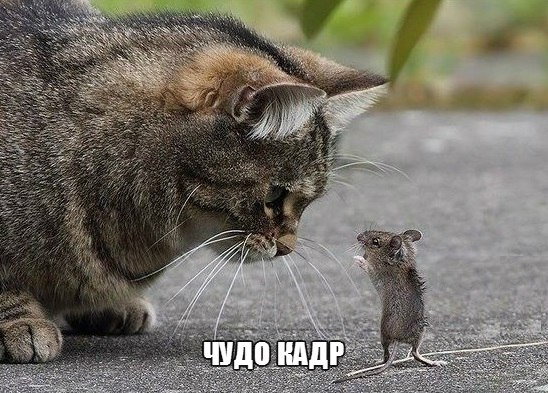 Не про олимпиаду