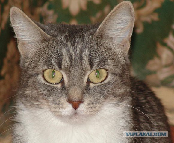 Котовторник 01.04.2014