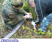 Берёзовый сок.