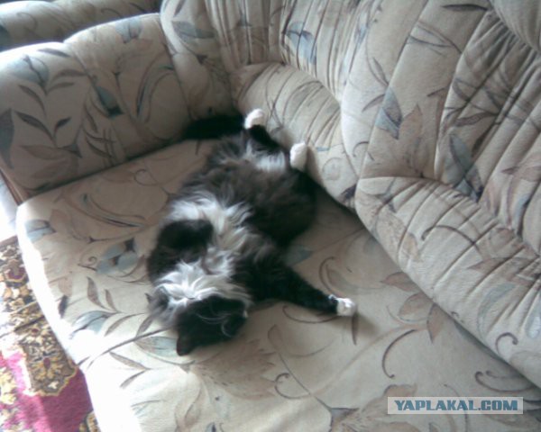 Котовторник 10.06.2014