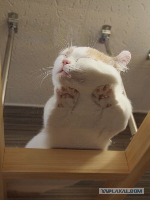 Кто любит котеек так как я?