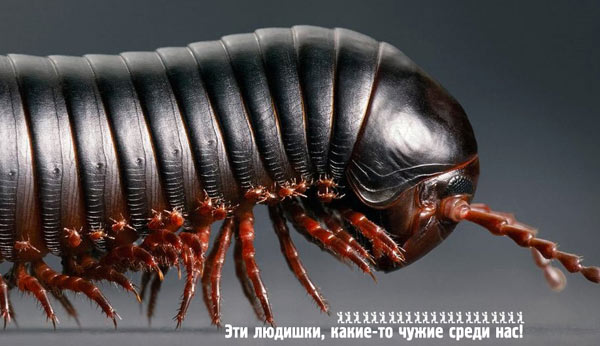 Чужие среди нас