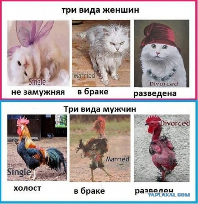 10 отличий мужчины от женщины