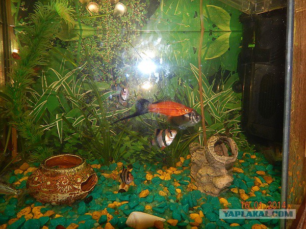 У кого какие рыбки