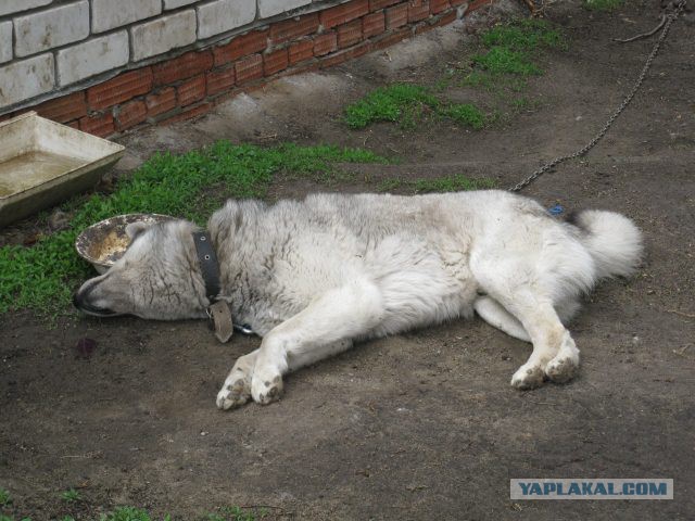 Мой первый день на ЯПлакалЪ