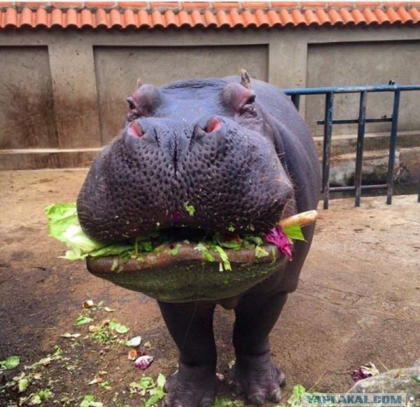 Подборка животных, которых застали за трапезой