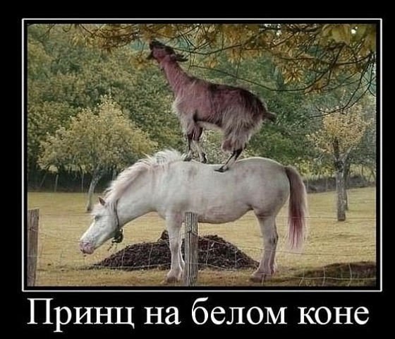 Ужасы и приколы из соцсетей