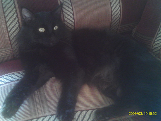 Котовторник  01.03.2016