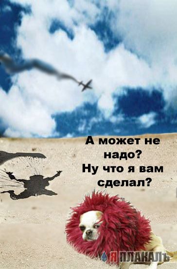 Фотожаба: грозный лев