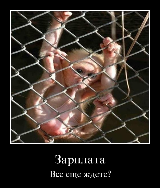 Что будет, если двум обезьянам несправедливо заплатить за работу?
