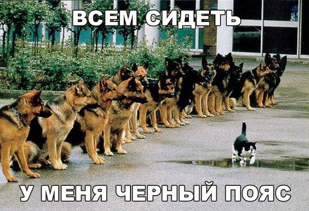 Мохнатые беспредельщики