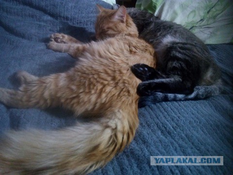 Котовторник 28.06.2016