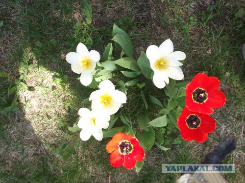 Хорошо иметь домик в деревне. История из жизни.