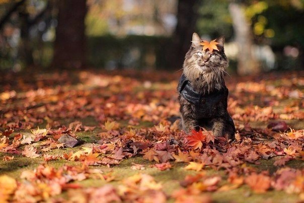 Прикольные животные