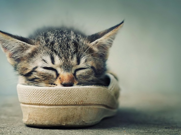 Коты из сети