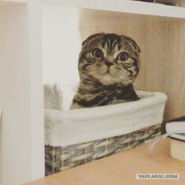 Котовторник 22.11.2016
