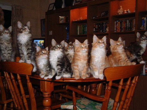 Коты из сети
