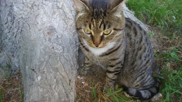 Коты из сети