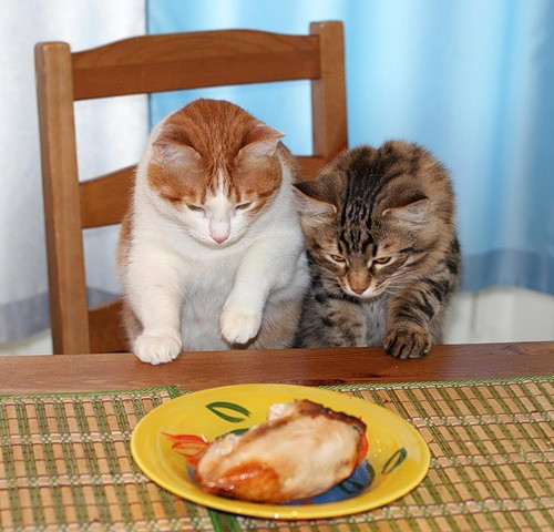 Коты из сети