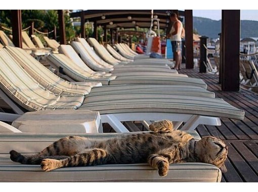 Коты и Кошки
