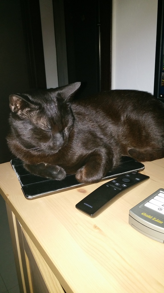 Котовторник 23/05/2017