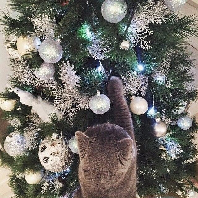 Коты и Кошки
