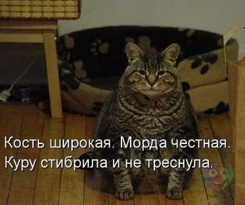 Коты и Кошки