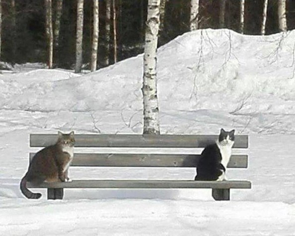 Коты и Кошки