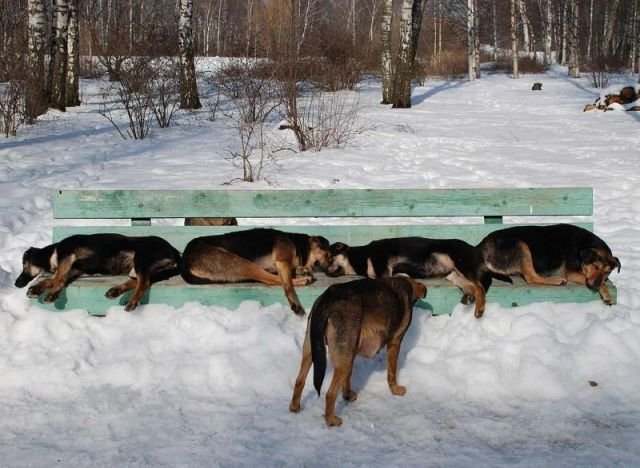 Живность из сети