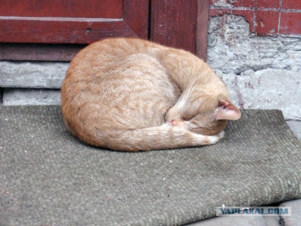 Котовторник на 03.02.2009