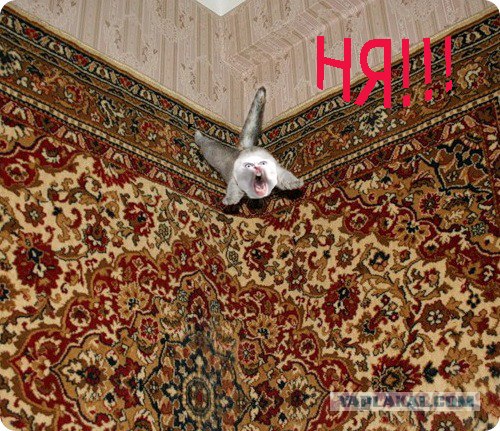 Хранитель ковра