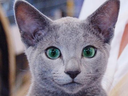 Прикольных котов пост