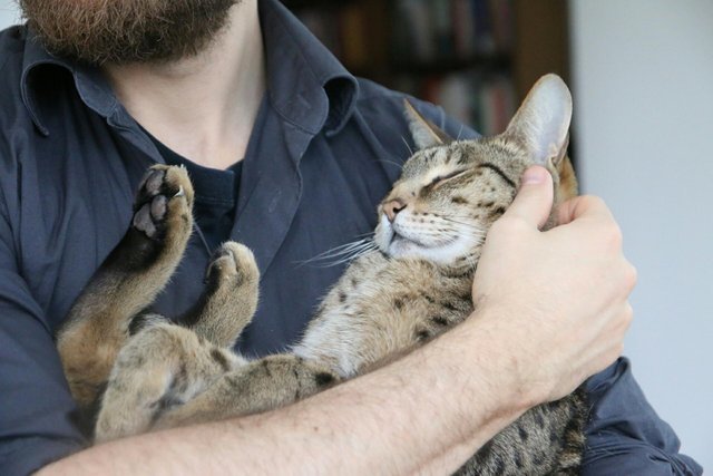 Прикольных котов пост