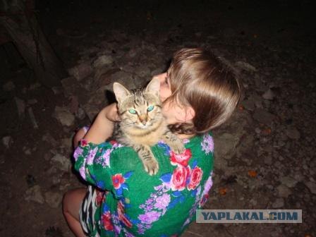Котовторник: Кошки и ягнёнок