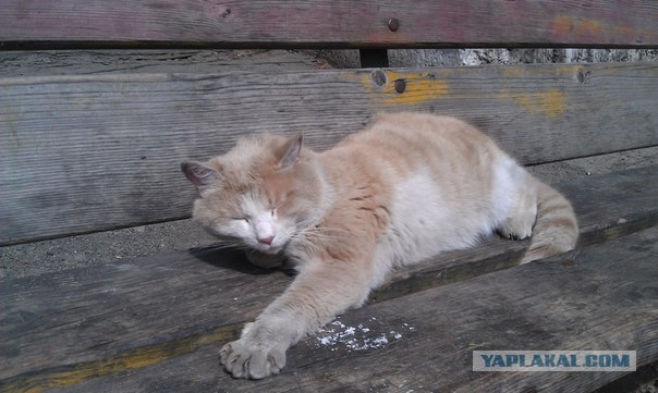Котовторник 24.04.2012
