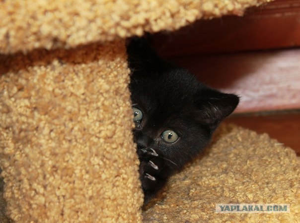 Котовторник ( 23.10. 2012. )