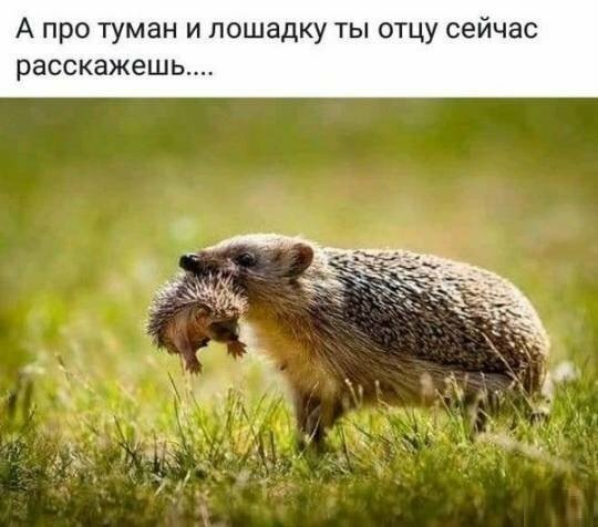 Подборка интересных и веселых картинок 17.03.19