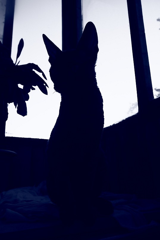 Paзнoвиднocти тьмы