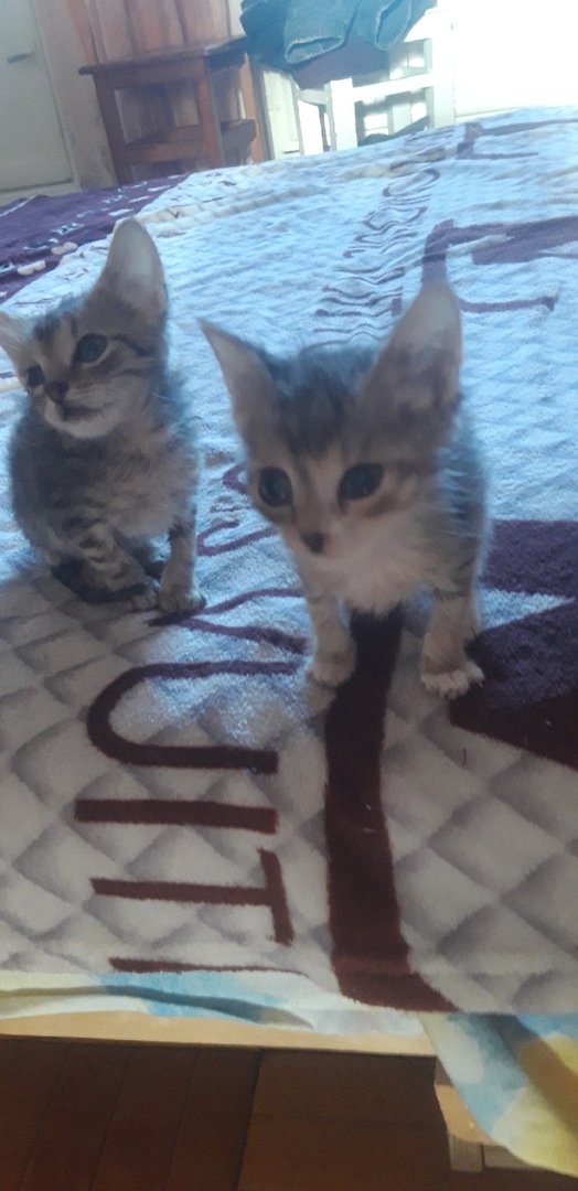Забавные фото котеек