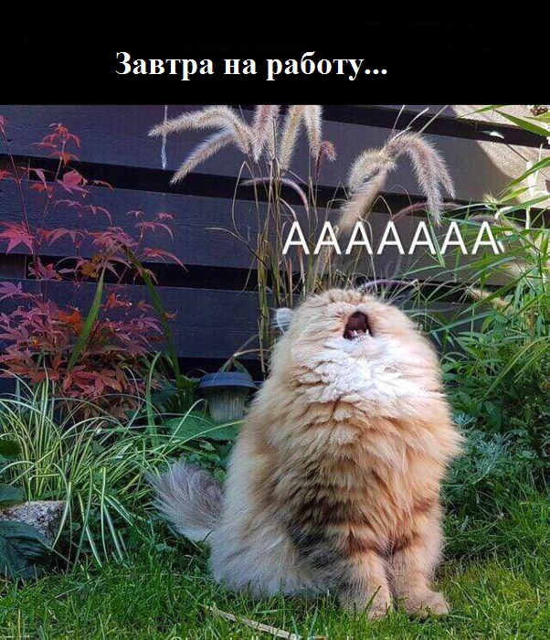 Чуток картинок 11.05.20