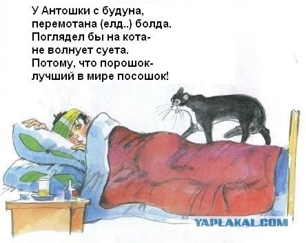 Кот, Антошка и порошок