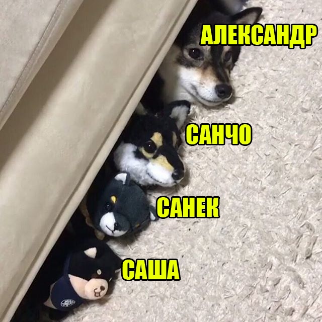 Собаки бывают